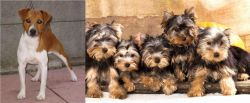 Plummer Terrier vs Yorkshire Terrier - Breed Comparison