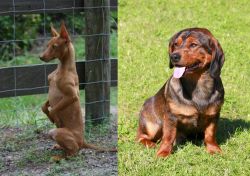 Podenco Andaluz vs Alpine Dachsbracke - Breed Comparison