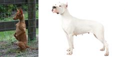 Podenco Andaluz vs Argentine Dogo - Breed Comparison