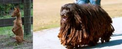 Podenco Andaluz vs Bergamasco - Breed Comparison