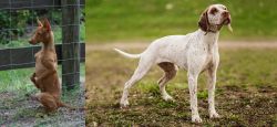 Podenco Andaluz vs Braque du Bourbonnais - Breed Comparison