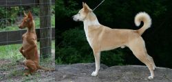 Podenco Andaluz vs Canaan Dog - Breed Comparison