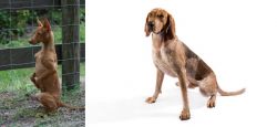 Podenco Andaluz vs English Coonhound - Breed Comparison