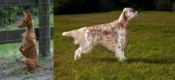 Podenco Andaluz vs English Setter - Breed Comparison