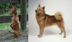 Podenco Andaluz vs Finnish Spitz - Breed Comparison