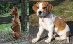 Podenco Andaluz vs Francais Blanc et Orange - Breed Comparison