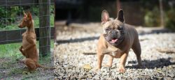 Podenco Andaluz vs French Bulldog - Breed Comparison