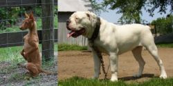 Podenco Andaluz vs Hermes Bulldogge - Breed Comparison