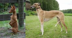Podenco Andaluz vs Hortaya Borzaya - Breed Comparison