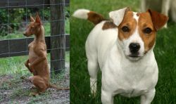 Podenco Andaluz vs Irish Jack Russell - Breed Comparison
