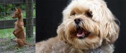 Podenco Andaluz vs Lhasapoo - Breed Comparison