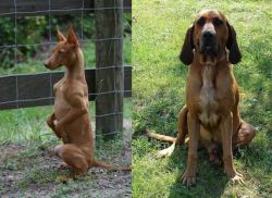 Podenco Andaluz vs Majestic Tree Hound - Breed Comparison