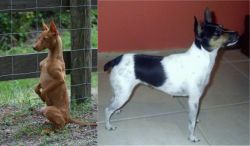 Podenco Andaluz vs Miniature Fox Terrier - Breed Comparison