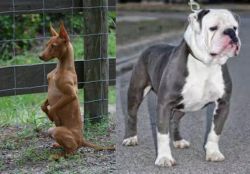 Podenco Andaluz vs Old English Bulldog - Breed Comparison