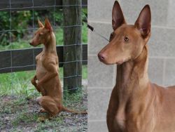 Podenco Andaluz vs Pharaoh Hound - Breed Comparison