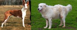 Podenco Canario vs Abruzzenhund - Breed Comparison