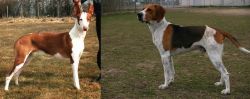 Podenco Canario vs Anglo-Francais de Petite Venerie - Breed Comparison