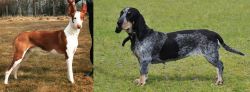 Podenco Canario vs Basset Bleu de Gascogne - Breed Comparison