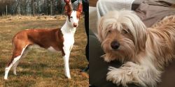 Podenco Canario vs Cyprus Poodle - Breed Comparison