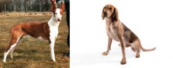 Podenco Canario vs English Coonhound - Breed Comparison
