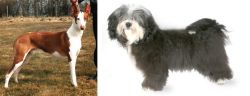 Podenco Canario vs Havanese - Breed Comparison
