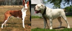 Podenco Canario vs Hermes Bulldogge - Breed Comparison