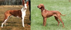 Podenco Canario vs Hungarian Vizsla - Breed Comparison