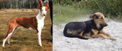 Podenco Canario vs Indian Pariah Dog - Breed Comparison