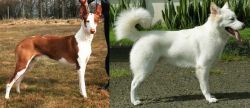 Podenco Canario vs Kintamani - Breed Comparison