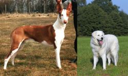 Podenco Canario vs Kuvasz - Breed Comparison
