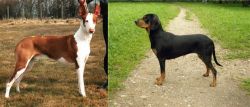 Podenco Canario vs Latvian Hound - Breed Comparison