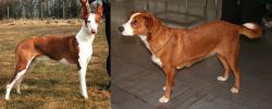 Podenco Canario vs Osterreichischer Kurzhaariger Pinscher - Breed Comparison