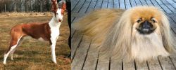 Podenco Canario vs Pekingese - Breed Comparison