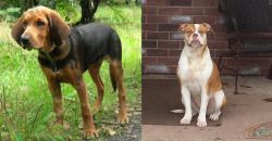 Polish Hound vs Alapaha Blue Blood Bulldog - Breed Comparison