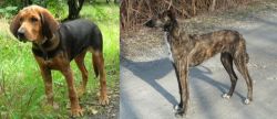Polish Hound vs American Staghound - Breed Comparison