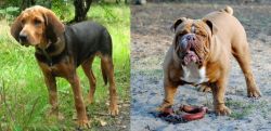 Polish Hound vs Australian Bulldog - Breed Comparison