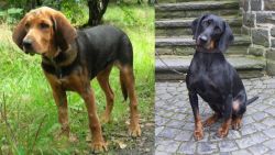 Polish Hound vs Austrian Black and Tan Hound - Breed Comparison