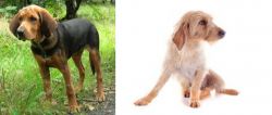 Polish Hound vs Basset Fauve de Bretagne - Breed Comparison