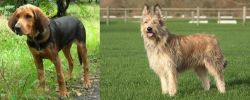 Polish Hound vs Berger Picard - Breed Comparison