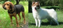Polish Hound vs Canadian Eskimo Dog - Breed Comparison