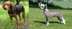 Polish Hound vs Chinese Crested Dog - Breed Comparison