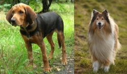 Polish Hound vs Collie - Breed Comparison