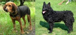 Polish Hound vs Croatian Sheepdog - Breed Comparison