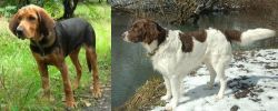 Polish Hound vs Drentse Patrijshond - Breed Comparison