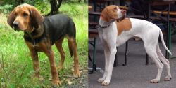 Polish Hound vs English Pointer - Breed Comparison