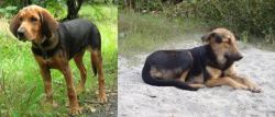 Polish Hound vs Indian Pariah Dog - Breed Comparison