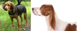 Polish Hound vs Irish Red and White Setter - Breed Comparison