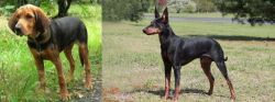 Polish Hound vs Manchester Terrier - Breed Comparison