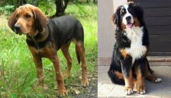 Polish Hound vs Mountain Burmese - Breed Comparison