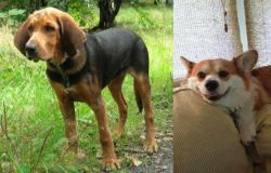 Polish Hound vs Pembroke Welsh Corgi - Breed Comparison
